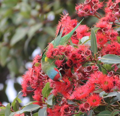 Musk Lorikeet (Glossopsitta concinna)