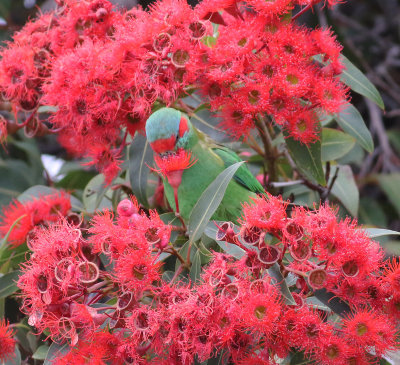 Musk Lorikeet (Glossopsitta concinna)