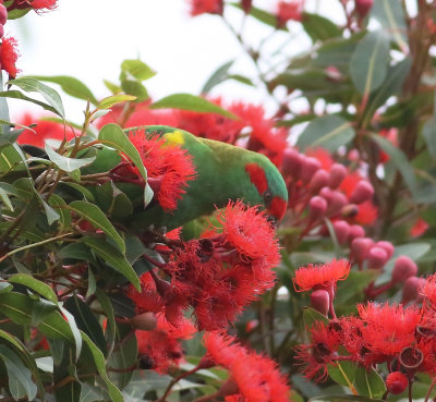 Musk Lorikeet (Glossopsitta concinna)