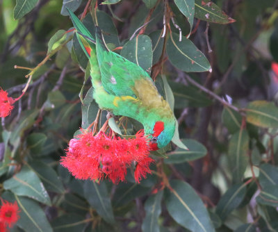 Musk Lorikeet (Glossopsitta concinna)