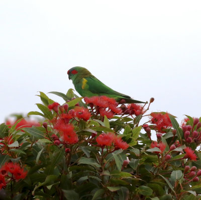 Musk Lorikeet (Glossopsitta concinna)
