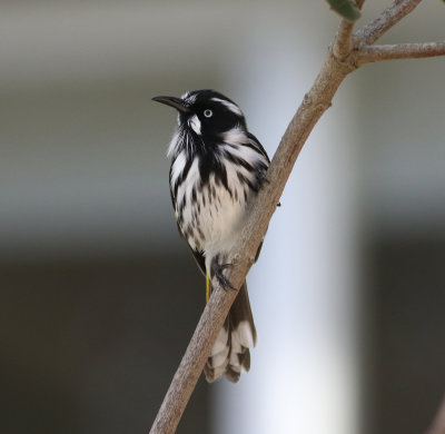 New Holland Honeyeater (Phylidonyris novaehollandiae)
