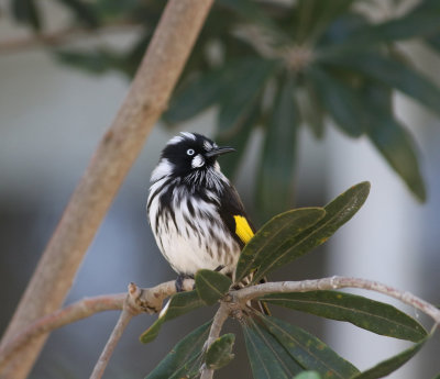 New Holland Honeyeater (Phylidonyris novaehollandiae)