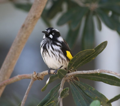 New Holland Honeyeater (Phylidonyris novaehollandiae)