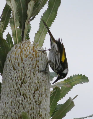 New Holland Honeyeater (Phylidonyris novaehollandiae)