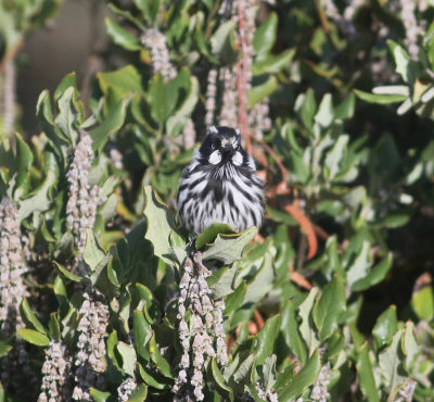New Holland Honeyeater (Phylidonyris novaehollandiae)
