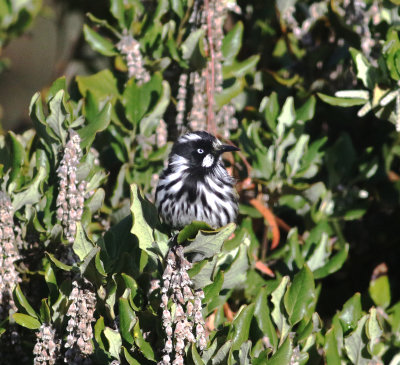 New Holland Honeyeater (Phylidonyris novaehollandiae)