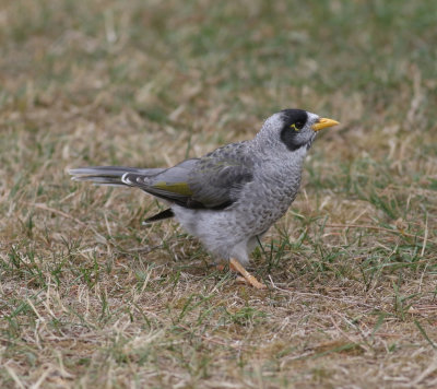Noisy Miner (Manorina melanocephala)