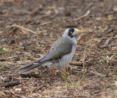 Noisy Miner (Manorina melanocephala)