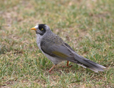 Noisy Miner (Manorina melanocephala)