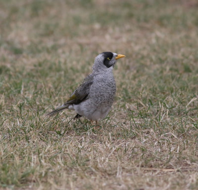 Noisy Miner (Manorina melanocephala)