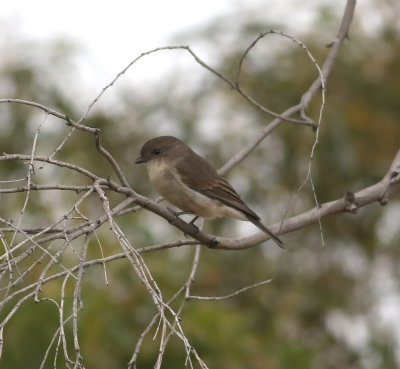 Olive Whistler (Pachycephala olivacea)