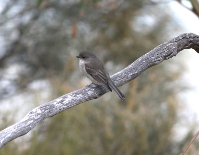 Olive Whistler (Pachycephala olivacea)