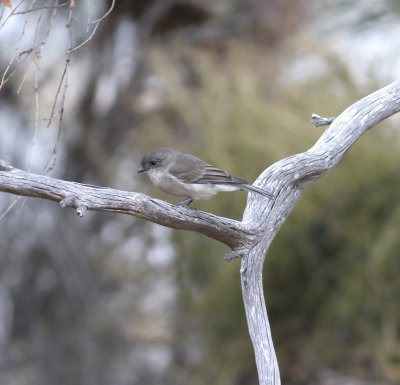 Olive Whistler (Pachycephala olivacea)