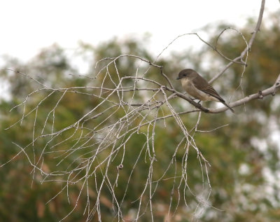 Olive Whistler (Pachycephala olivacea)