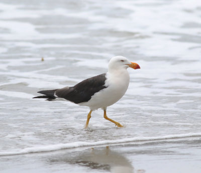Pacific Gull (Larus pacificus)