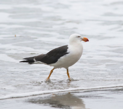 Pacific Gull (Larus pacificus)