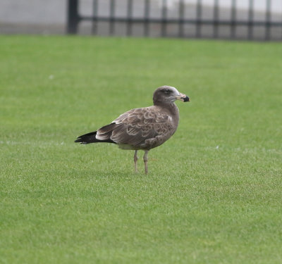 Pacific Gull (Larus pacificus)