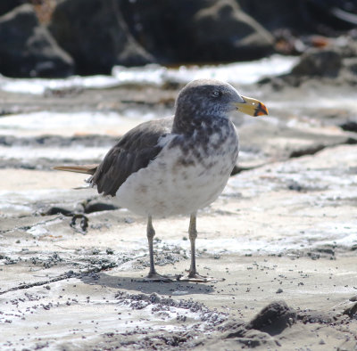 Pacific Gull (Larus pacificus)