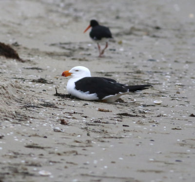 Pacific Gull (Larus pacificus)