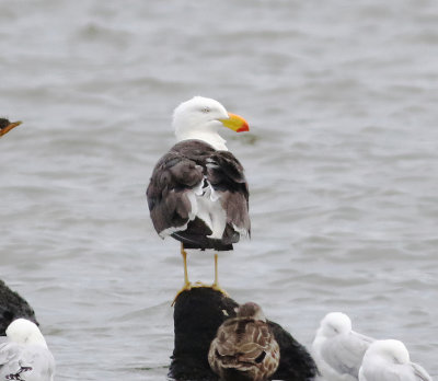 Pacific Gull (Larus pacificus)