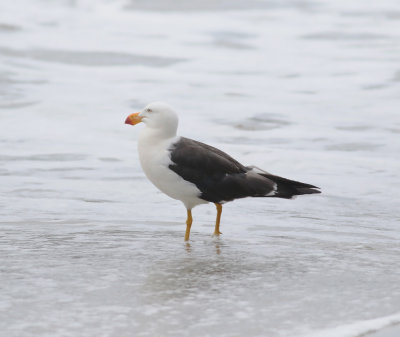 Pacific Gull (Larus pacificus)