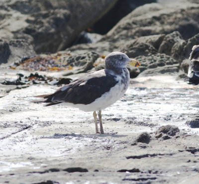 Pacific Gull (Larus pacificus)