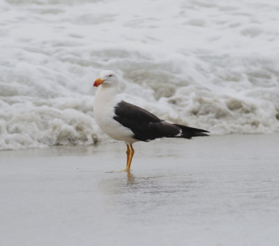 Pacific Gull (Larus pacificus)