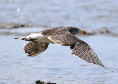 Pacific Gull (Larus pacificus)