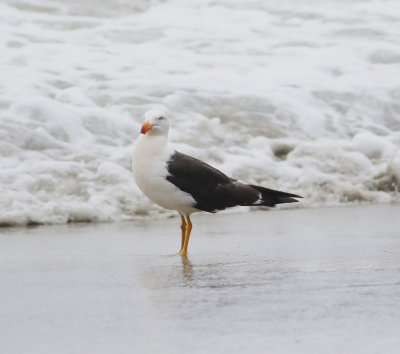 Pacific Gull (Larus pacificus)
