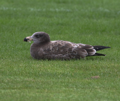 Pacific Gull (Larus pacificus)