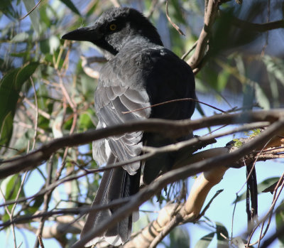 Pied Currawong (Strepera graculina)