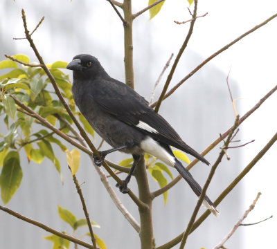 Pied Currawong (Strepera graculina)