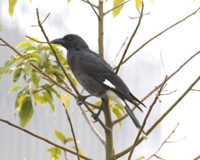 Pied Currawong (Strepera graculina)