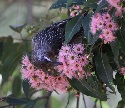 Red Wattlebird (Anthochaera carunculata)