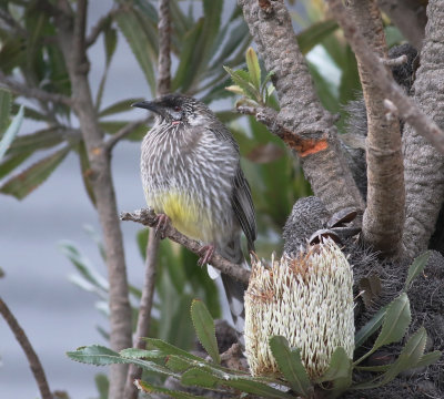 Red Wattlebird (Anthochaera carunculata)
