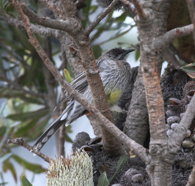 Red Wattlebird (Anthochaera carunculata)