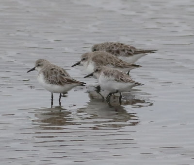Red-necked Stint (Calidris ruficollis) 