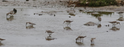 Red-necked Stint (Calidris ruficollis) 