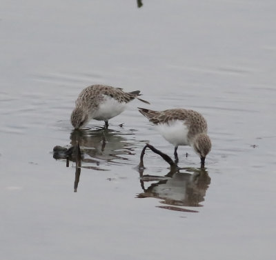 Red-necked Stint (Calidris ruficollis) 