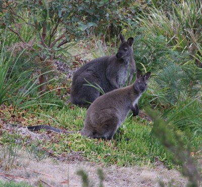 Bennett's Wallaby (Red-necked Wallaby) (Notamacropus rufogriseus)