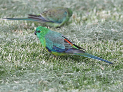 Red-rumped Parrot (Psephotus haematonotus)