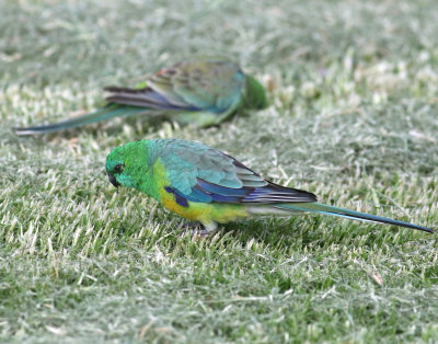 Red-rumped Parrot (Psephotus haematonotus)