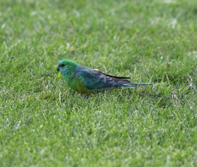 Red-rumped Parrot (Psephotus haematonotus)