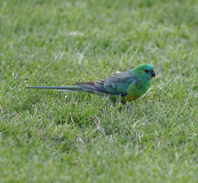 Red-rumped Parrot (Psephotus haematonotus)