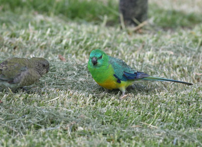 Red-rumped Parrot (Psephotus haematonotus)