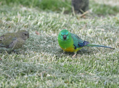 Red-rumped Parrot (Psephotus haematonotus)