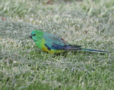 Red-rumped Parrot (Psephotus haematonotus)