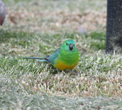 Red-rumped Parrot (Psephotus haematonotus)
