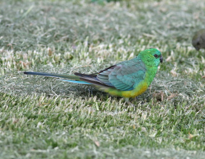 Red-rumped Parrot (Psephotus haematonotus)